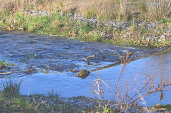 "Stromschnellen" am Rotbach